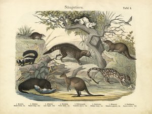 哺乳類、1860年頃 作： German School